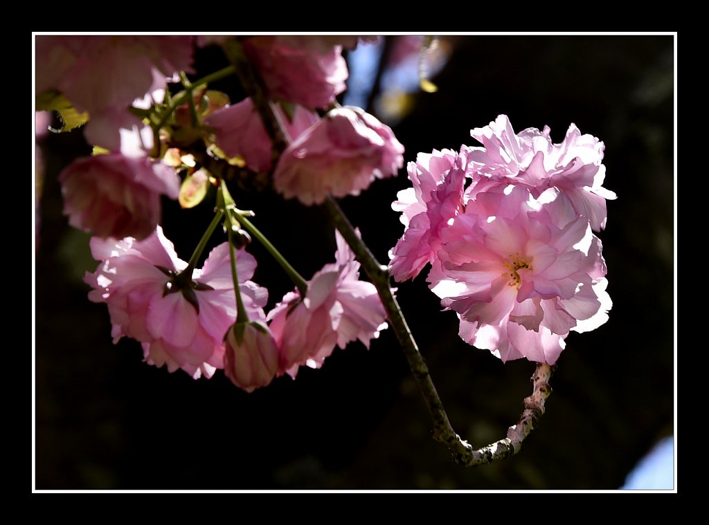 Blossoms at Hurd Park