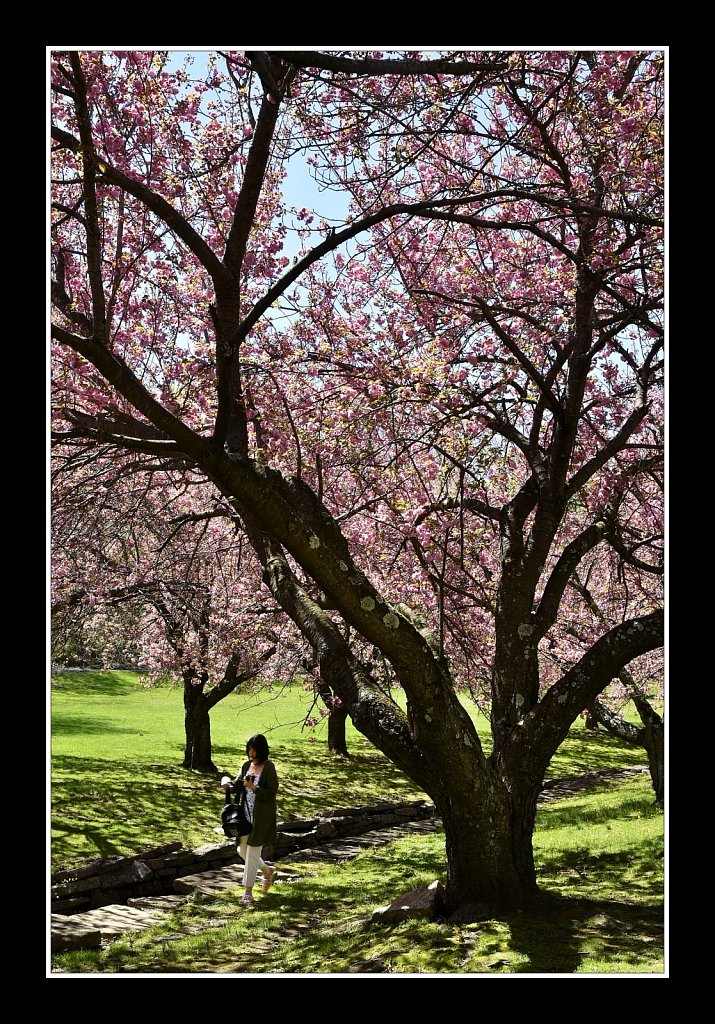 Blossoms at Hurd Park