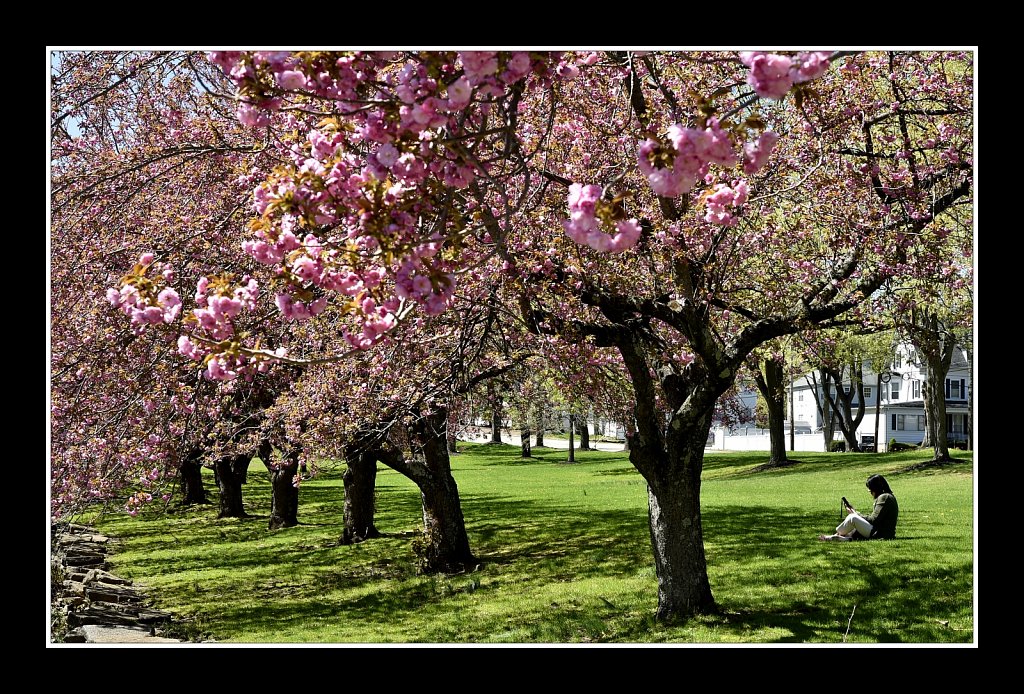 Blossoms at Hurd Park