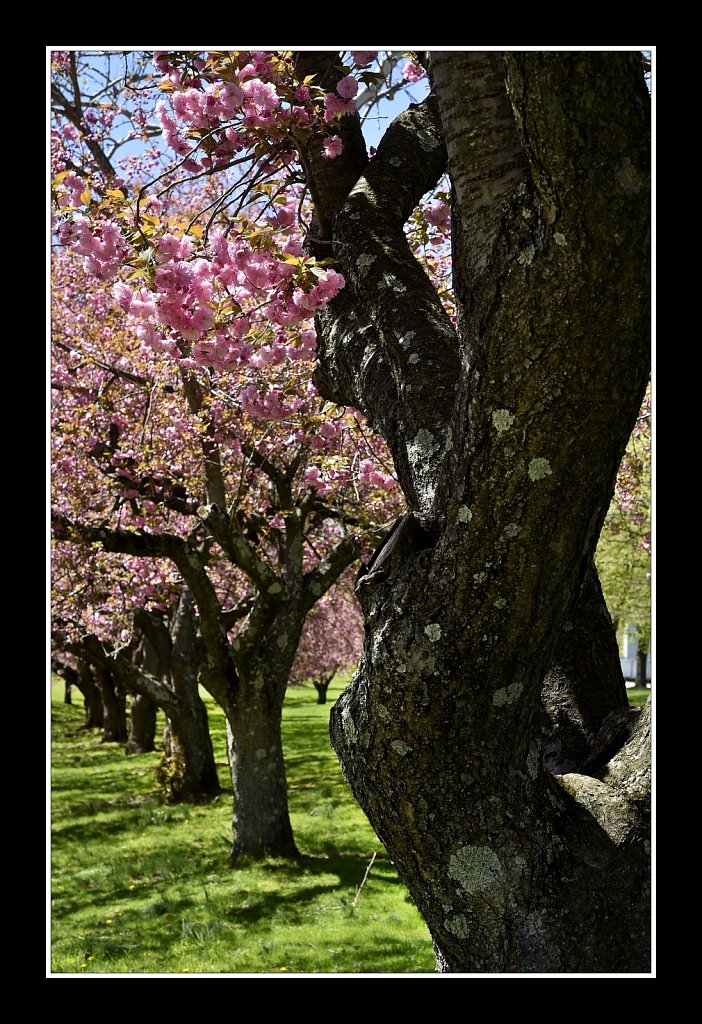 Blossoms at Hurd Park