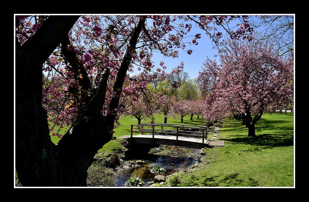 Blossoms at Hurd Park