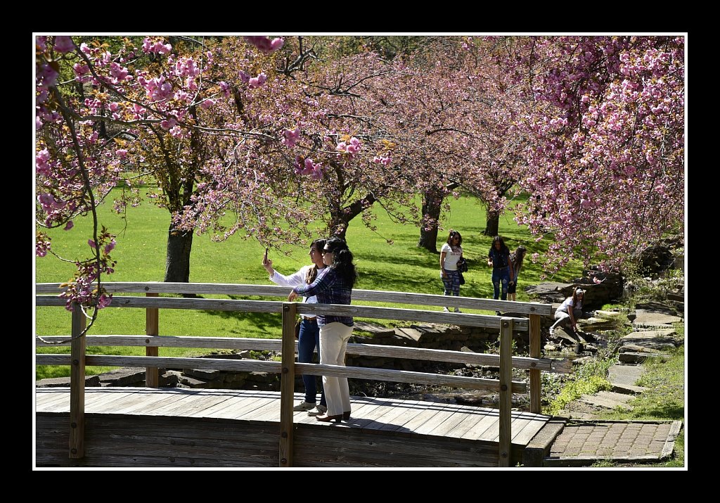 Blossoms at Hurd Park