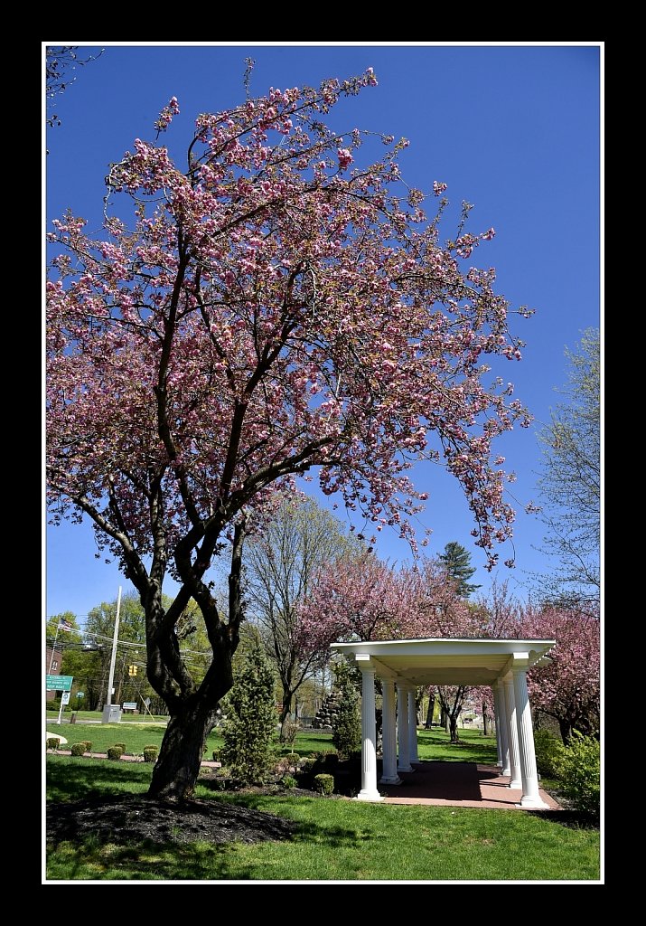 Blossoms at Hurd Park