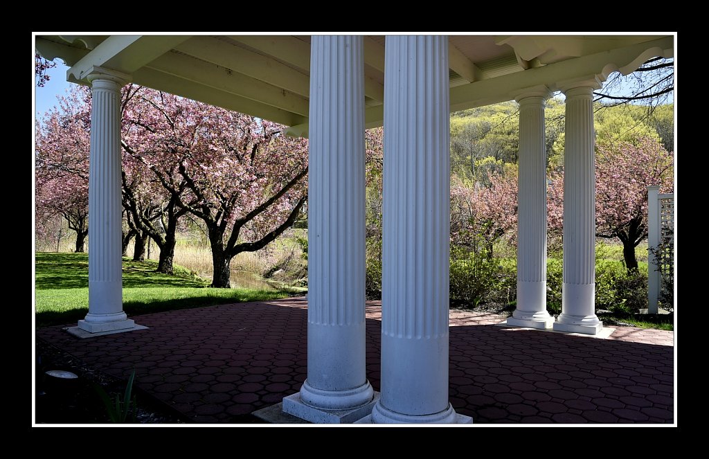 Blossoms at Hurd Park