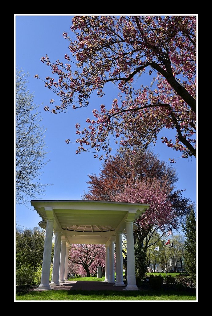 Blossoms at Hurd Park