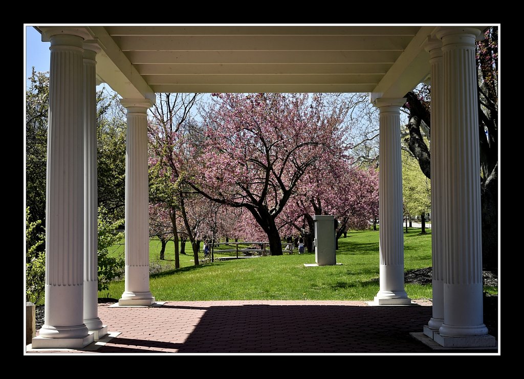 Blossoms at Hurd Park