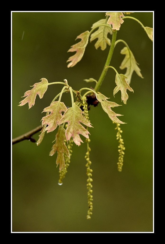 Young Oak Leaves