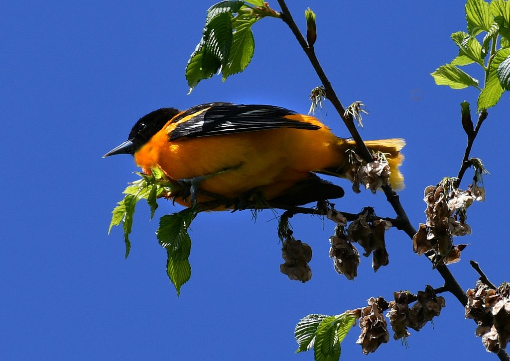 Northern-Oriole-2234-copy.jpg