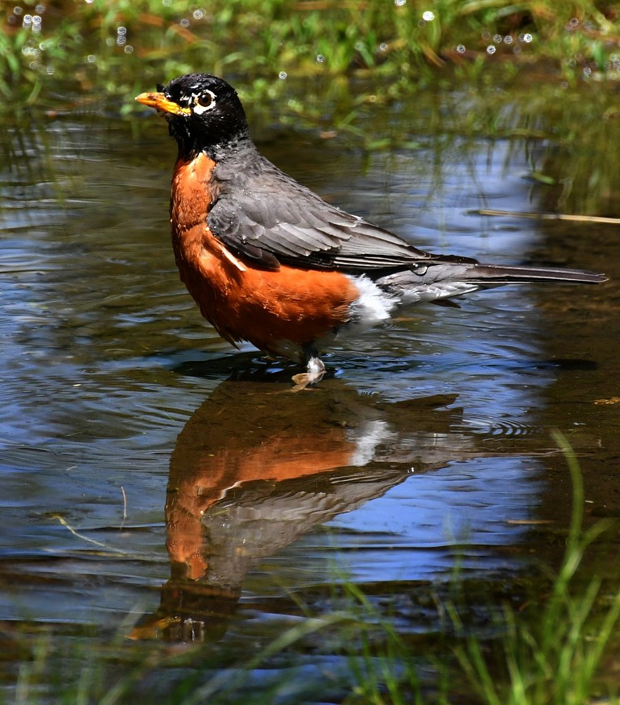 Robin-bathing-2251.JPG