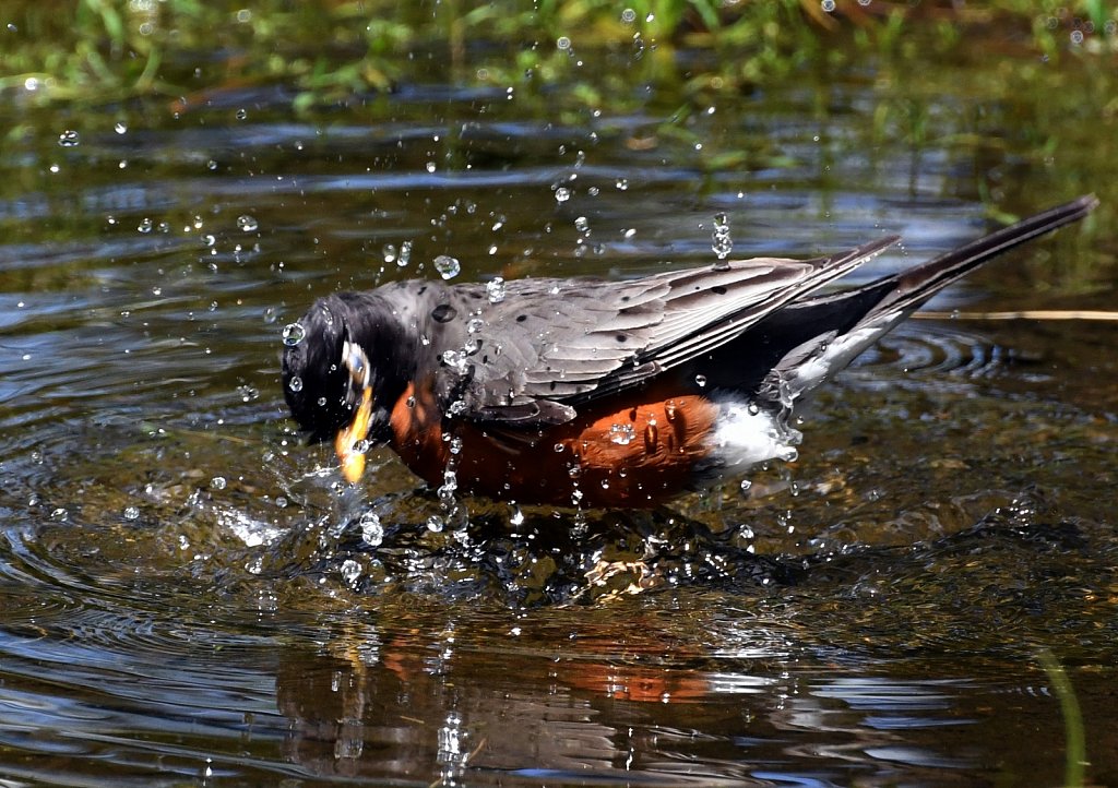 Robin-bathing-2248.JPG