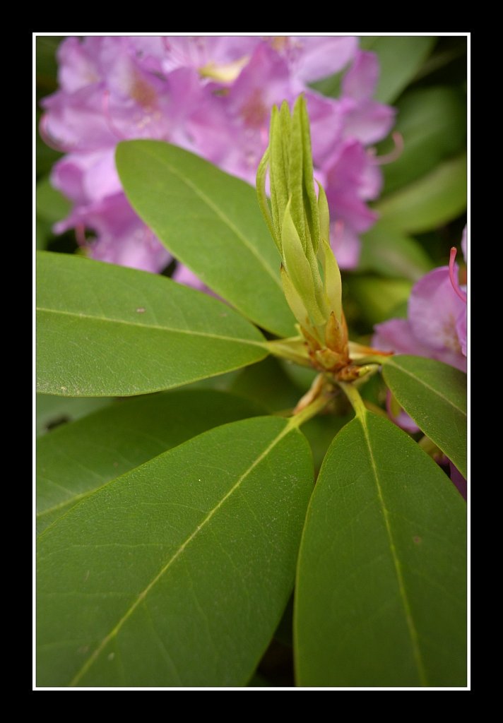 Rhododendron