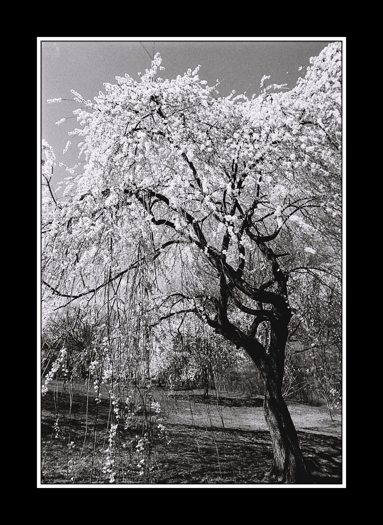 Branch Brook Park