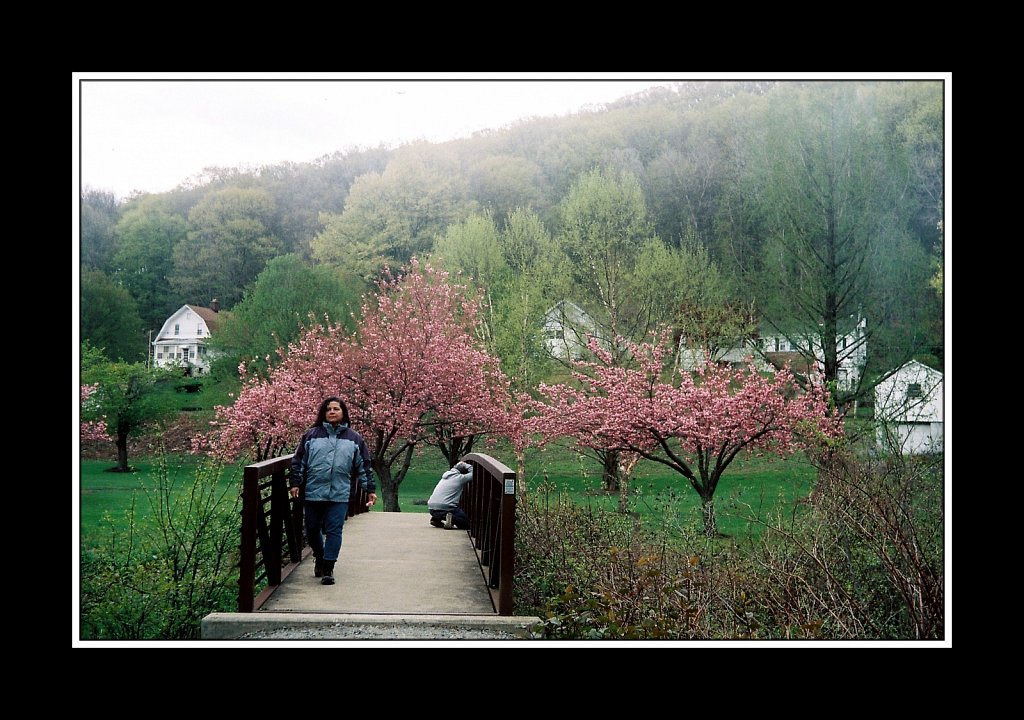 Blossoms at Hurd Park