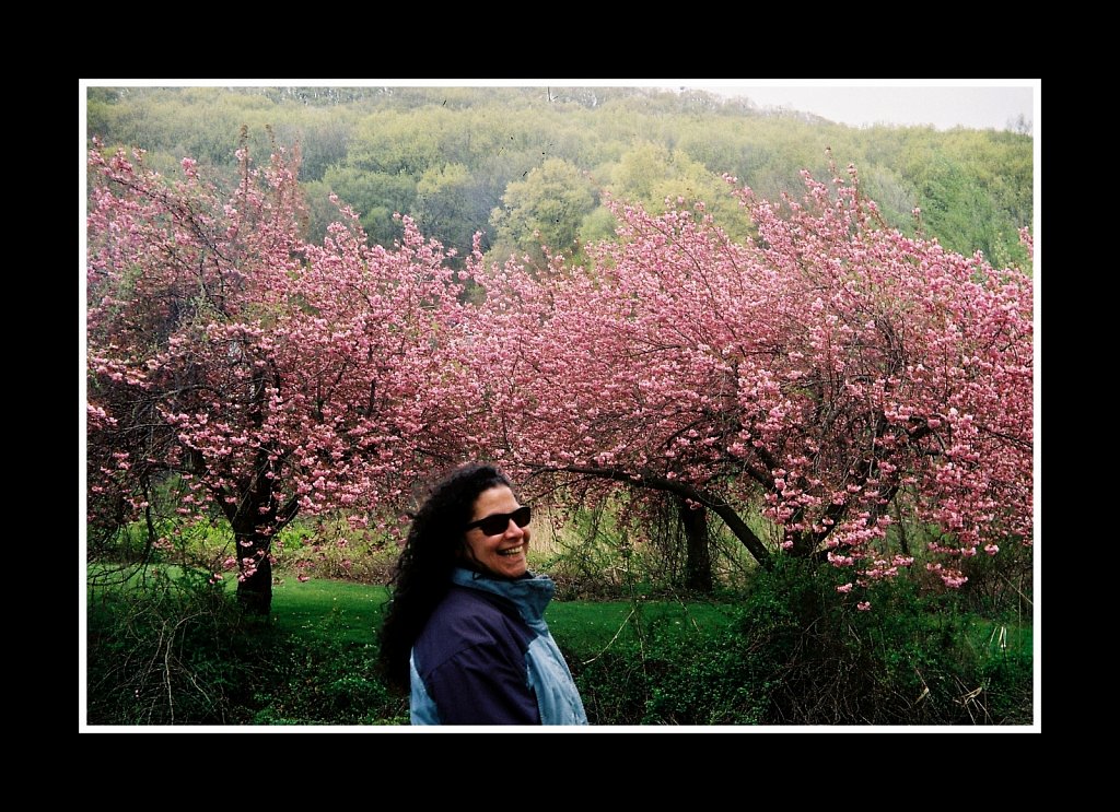 Blossoms at Hurd Park