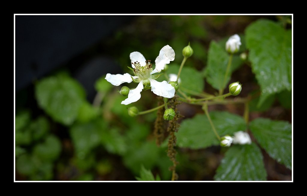 Wild Rose