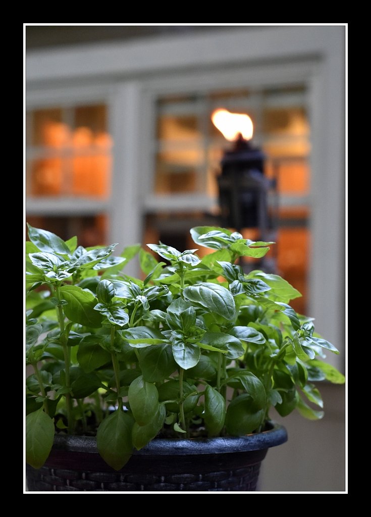 Basil On Deck