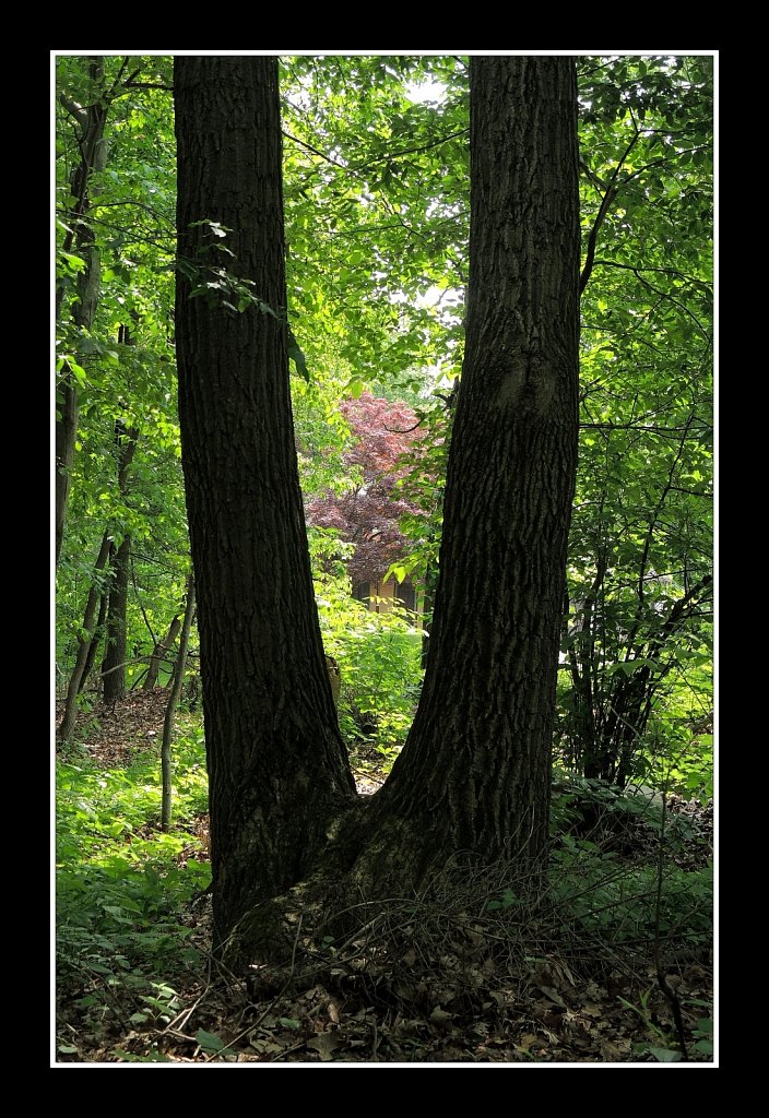 Twin Trunks