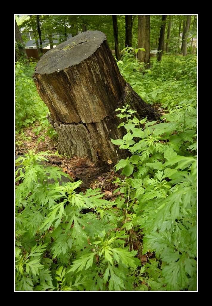 Stumped For a Photo