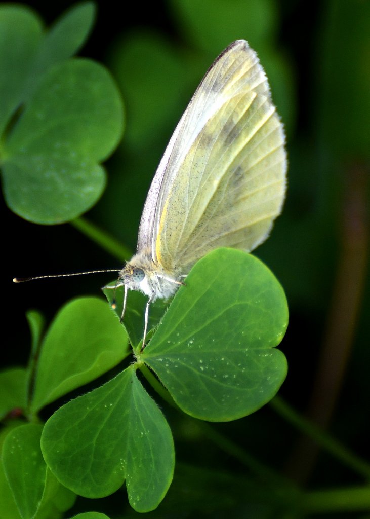 Sitting On Clover