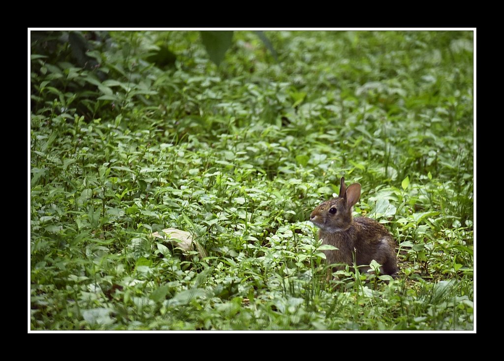 Baby Cottontail Rabbit