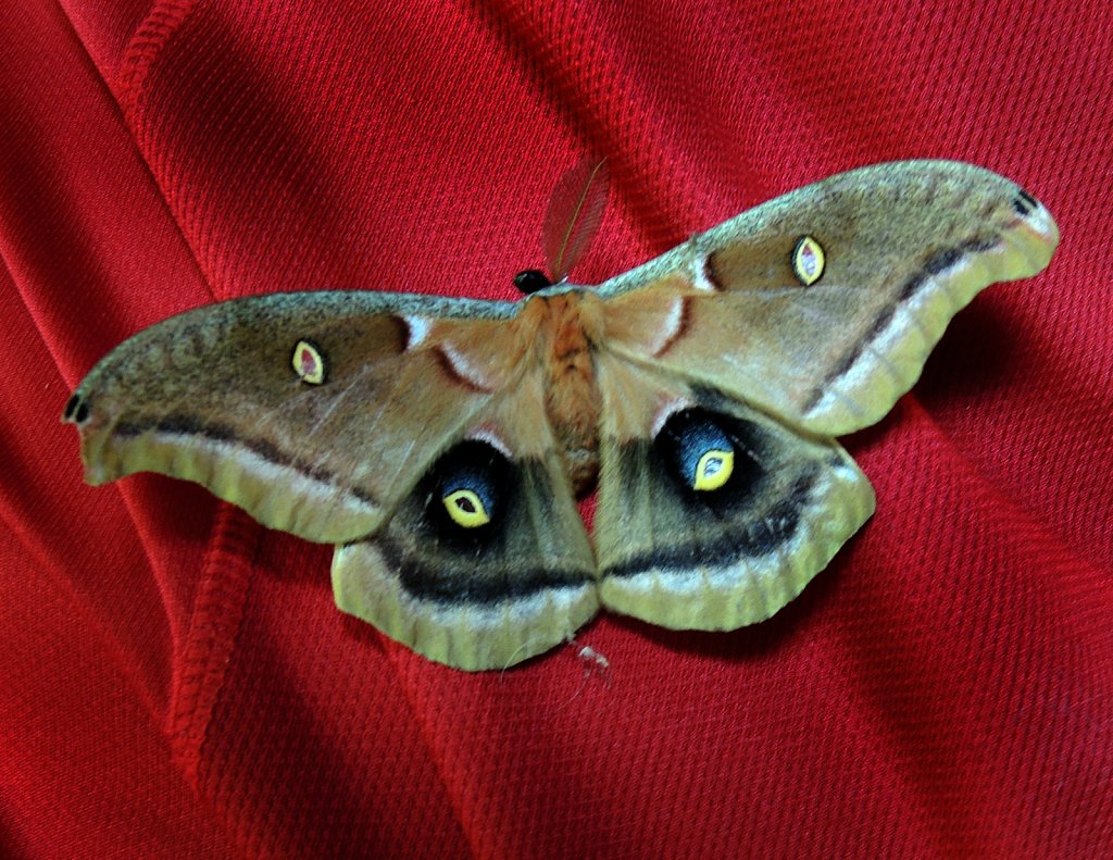 Polyphemus-Moth-3372.JPG