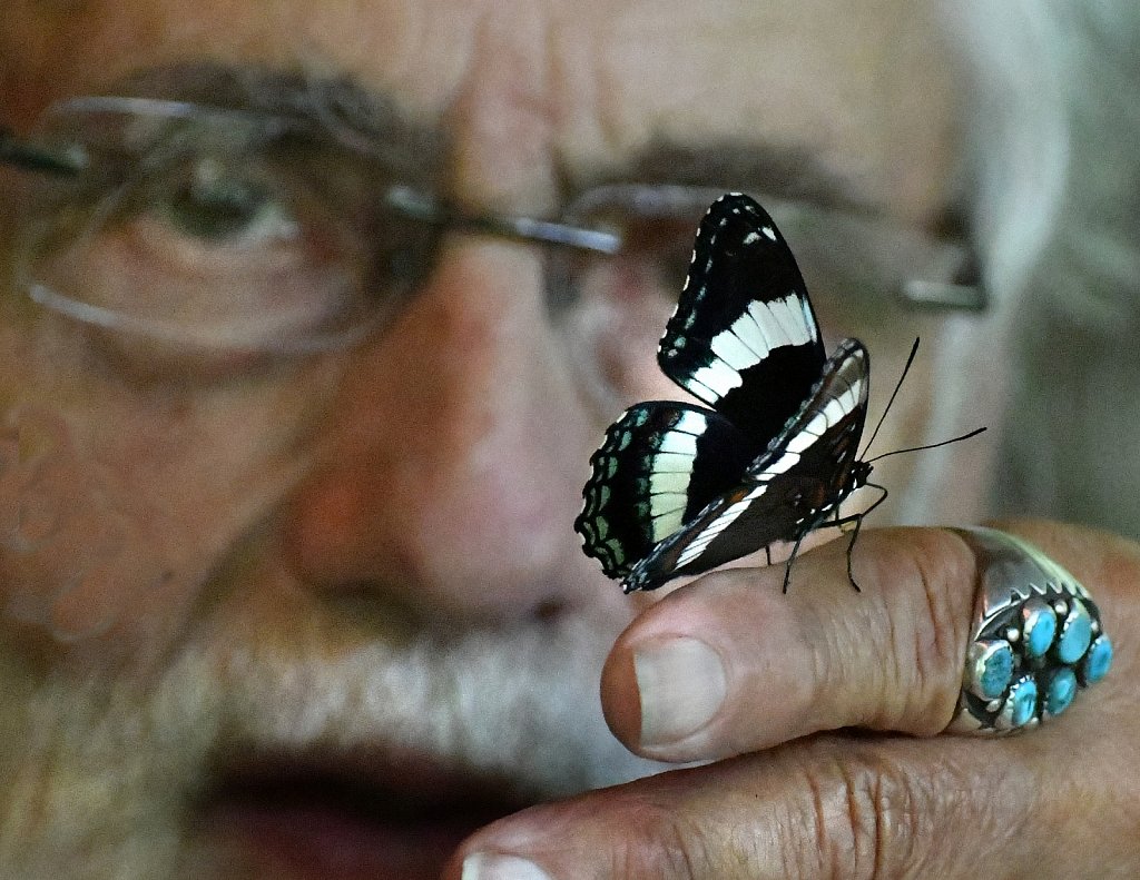 White-Admiral-4310.JPG