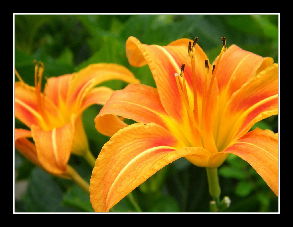Tiger Lilly