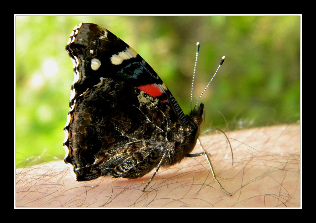 Red Admiral