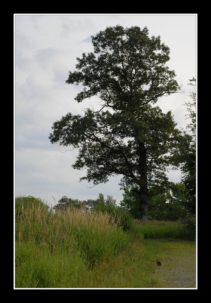 Teetertown Preserve 