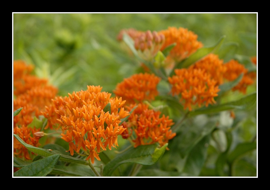 Teetertown Preserve 
