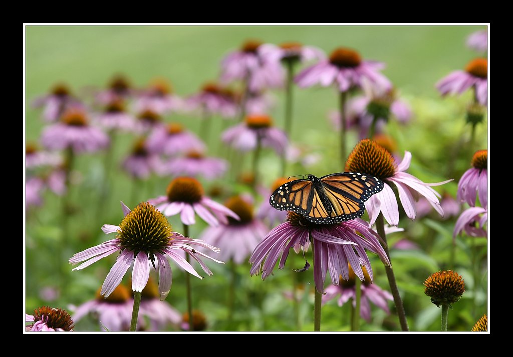 Monarch Butterfly