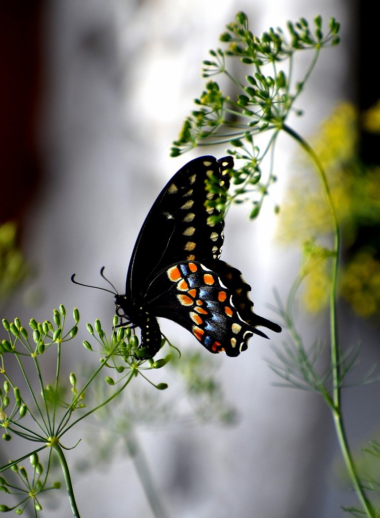 Eastern Black Swallowtail