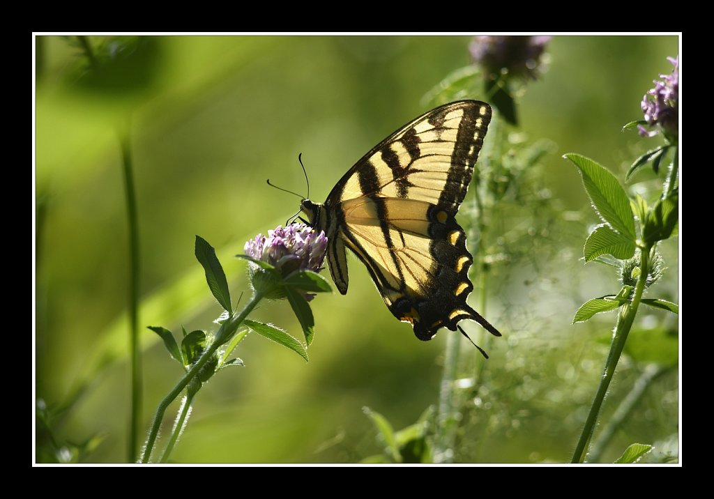 Eastern Tiger Swallowtail