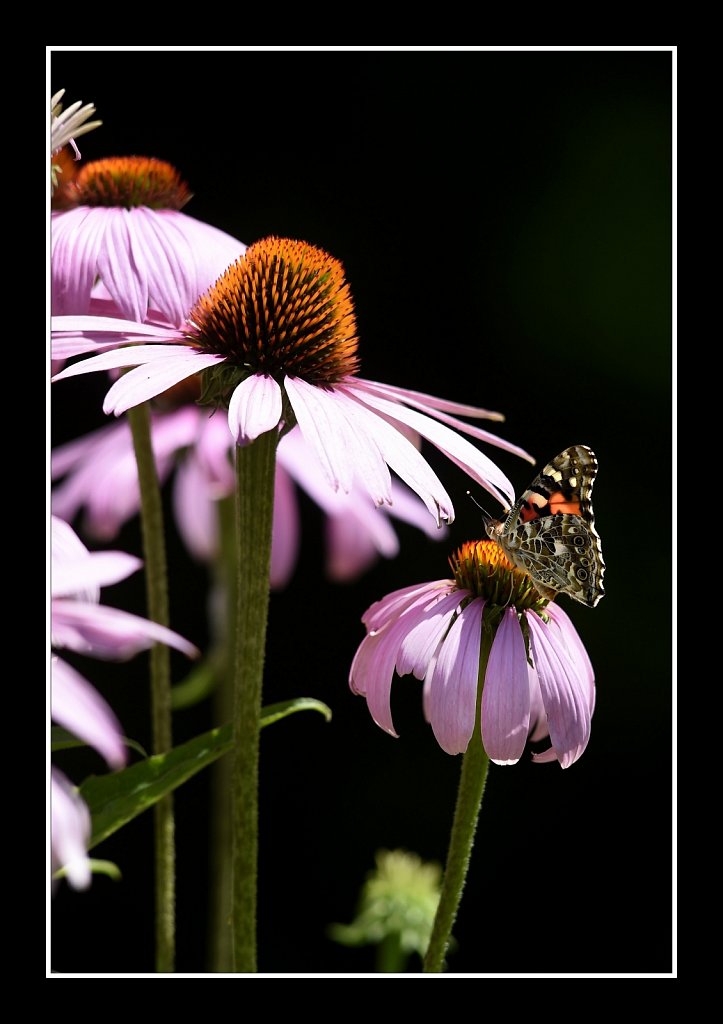 Painted Lady