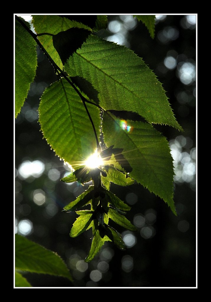 Summer Foliage