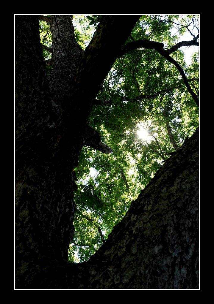 Pecan Tree