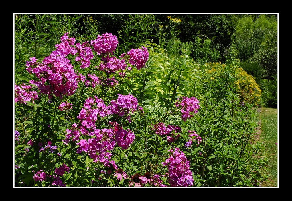 Cottage Garden