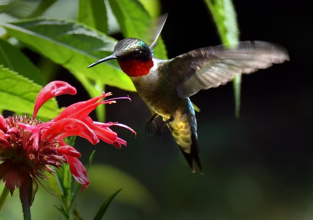 Hummingbird