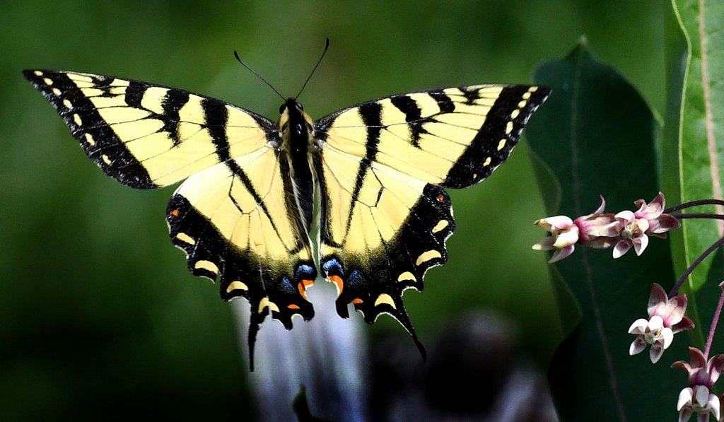 Eastern Tiger Swallowtail