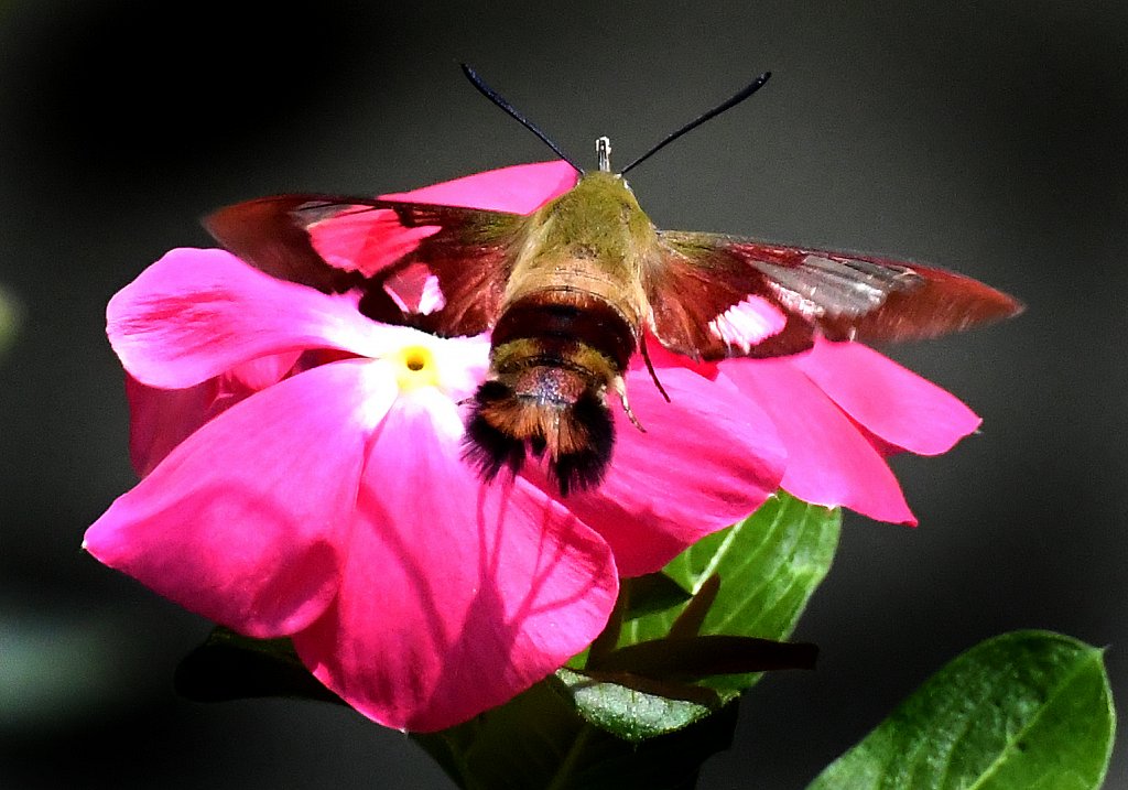 Hummingbird Moth