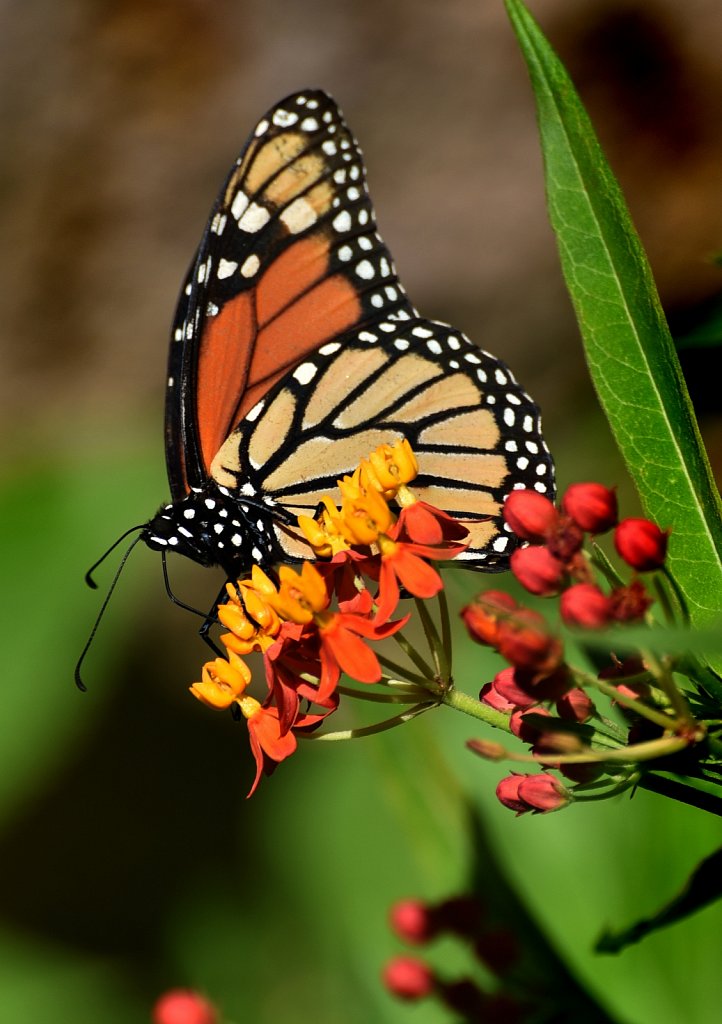 Monarch Butterfly