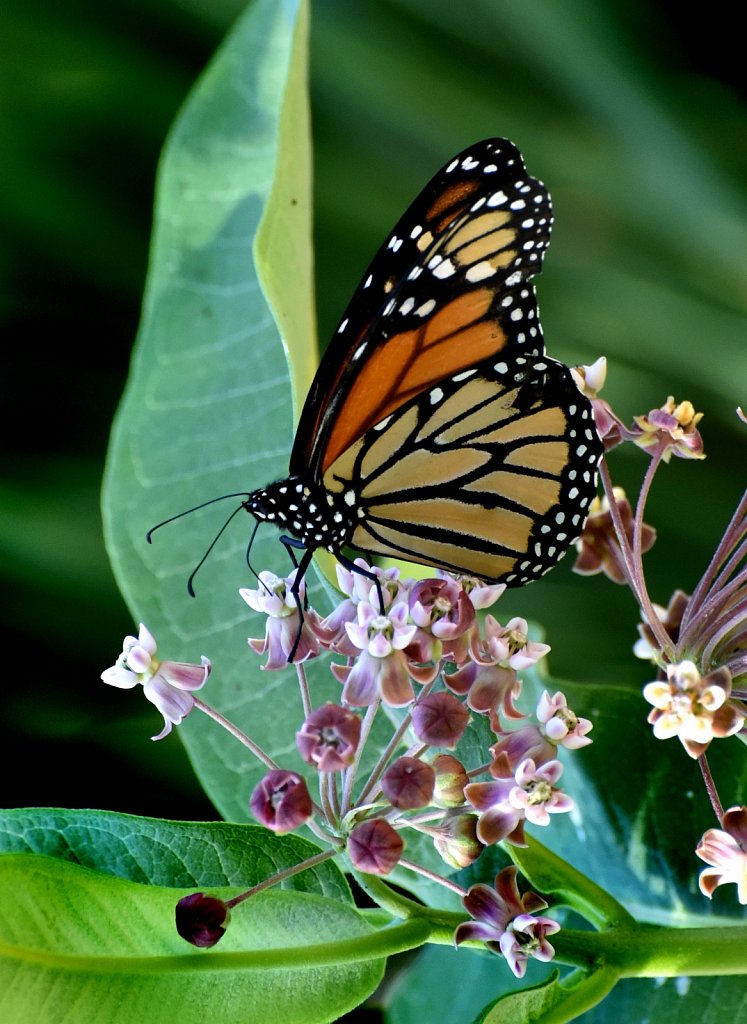 Monarch Butterfly