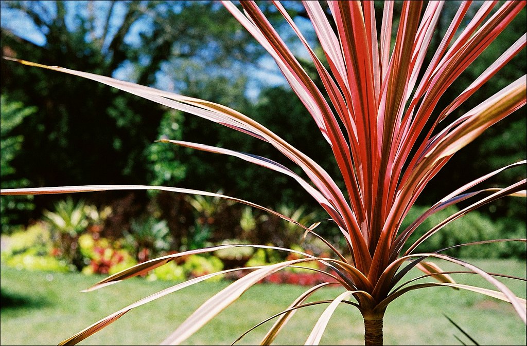 Willowwood Arboretum