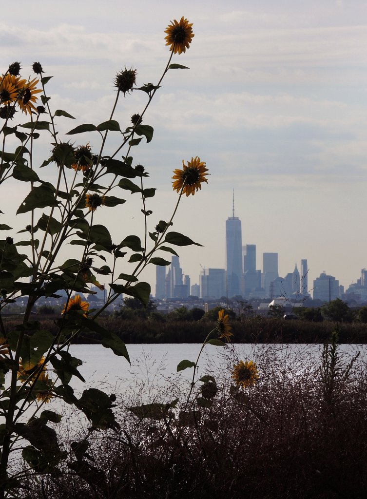 Sun-Flowers-NYC-3572-copy.jpg