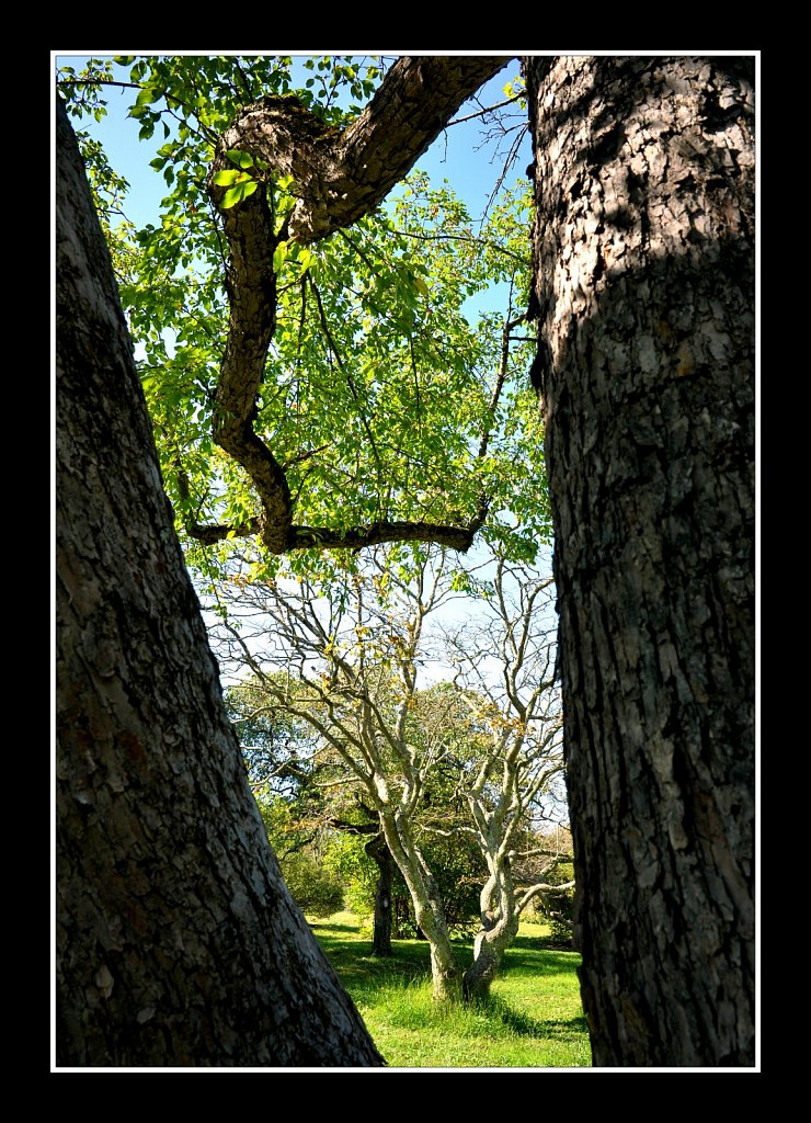 Willowwood Arboretum 