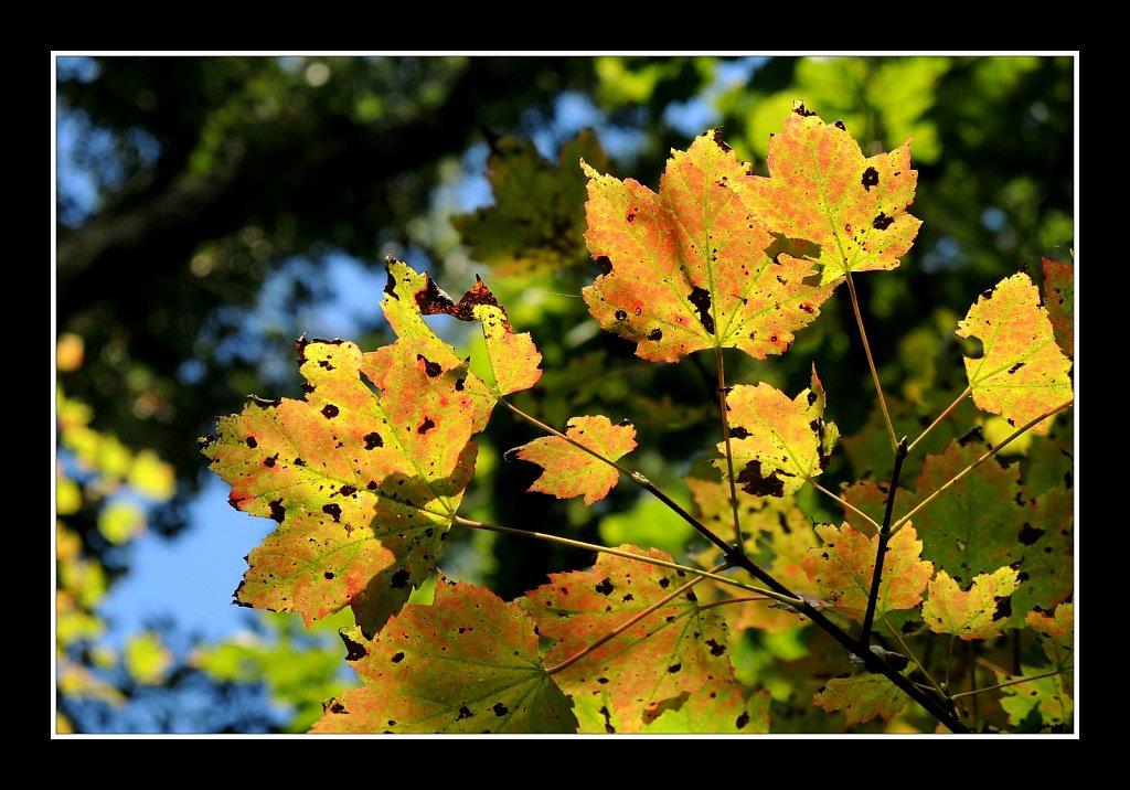 Fall - It's Around the Cornor
