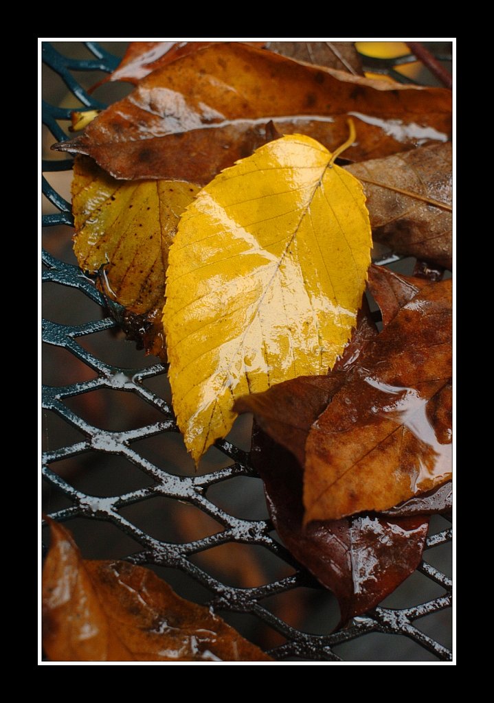 Wet Leaf