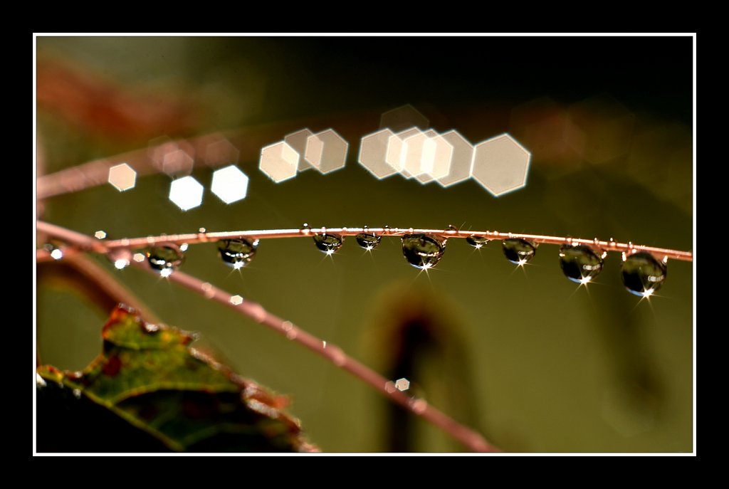 String of Pearls