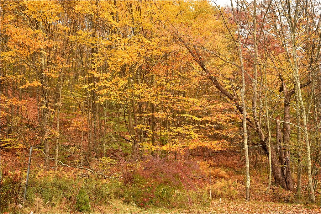 Fall 2019 NYS