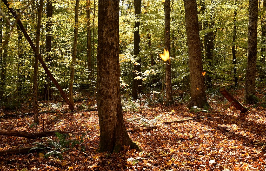 Fall 2019 NYS